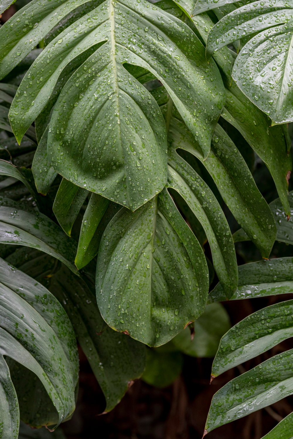Philodendron