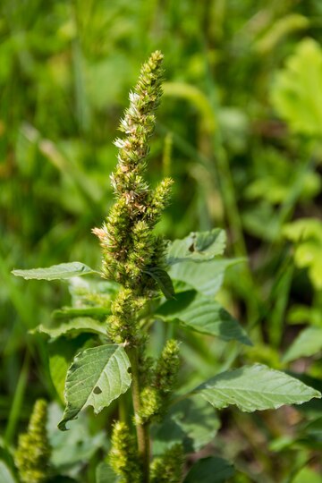 Pigweed