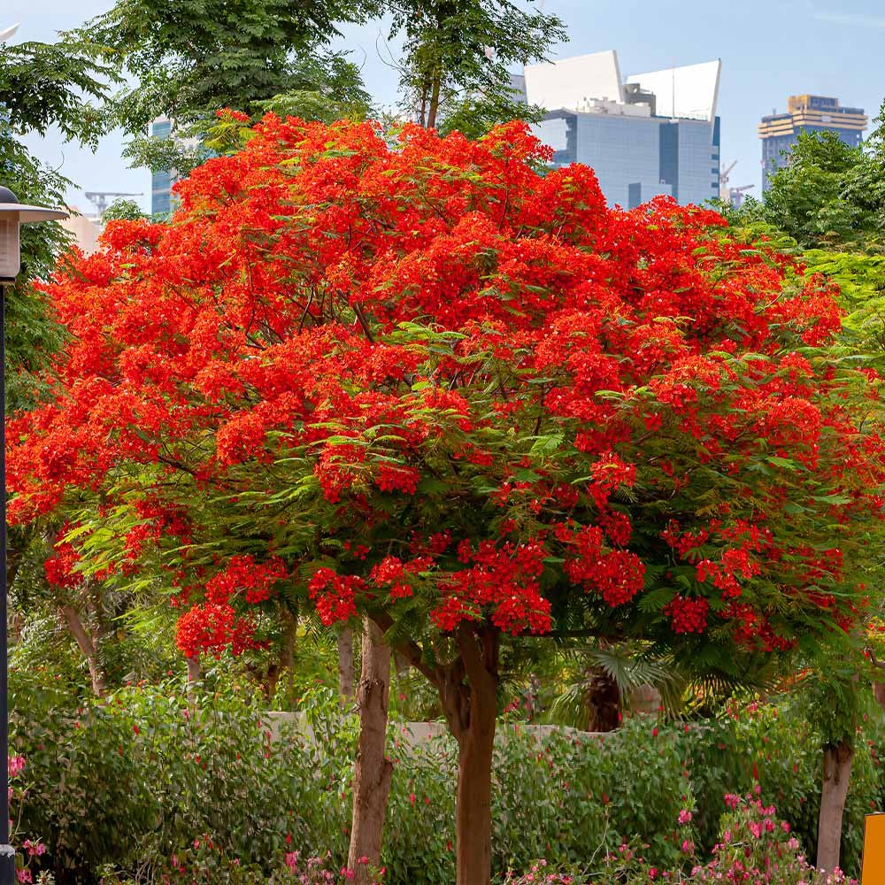 Poinciana