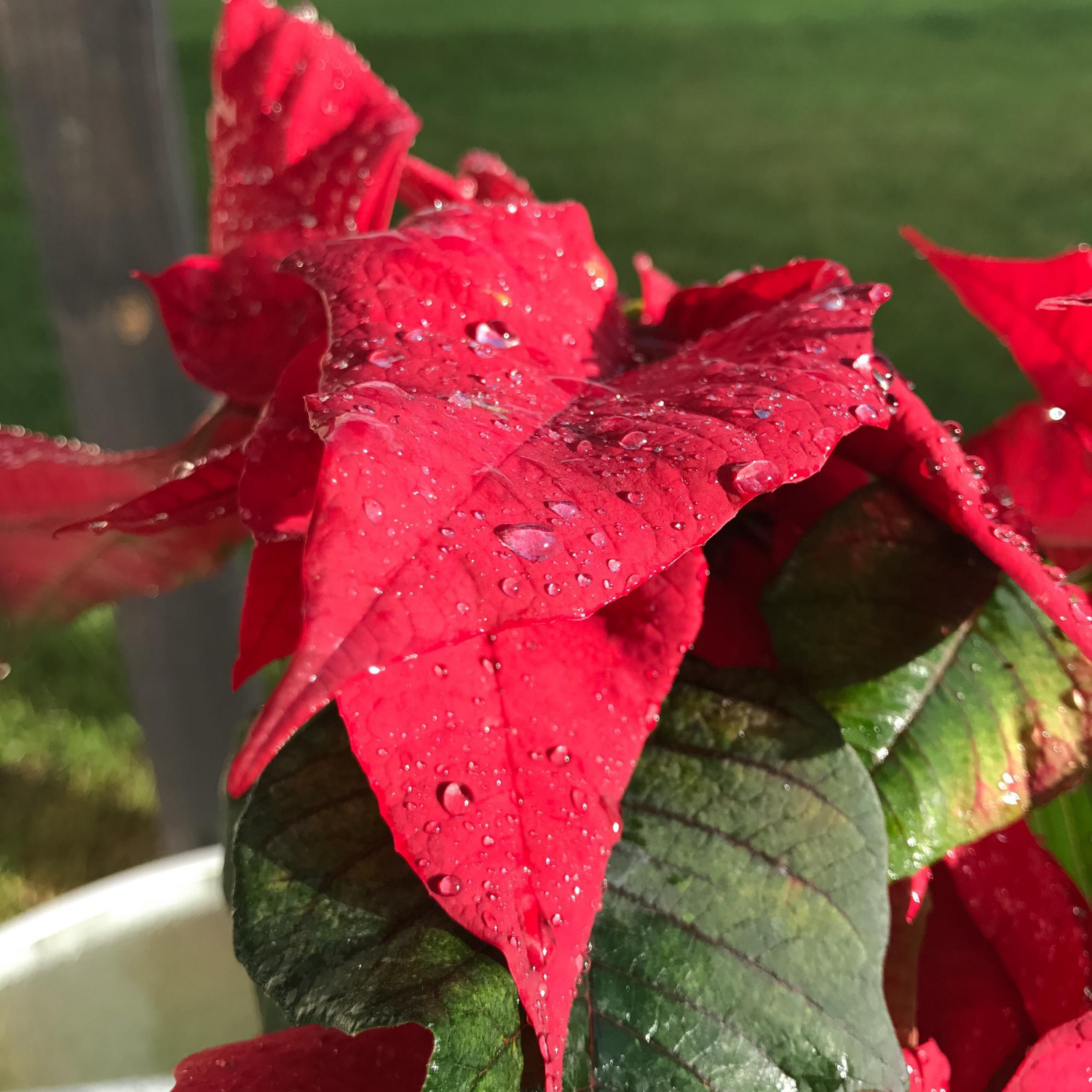 Poinsettia