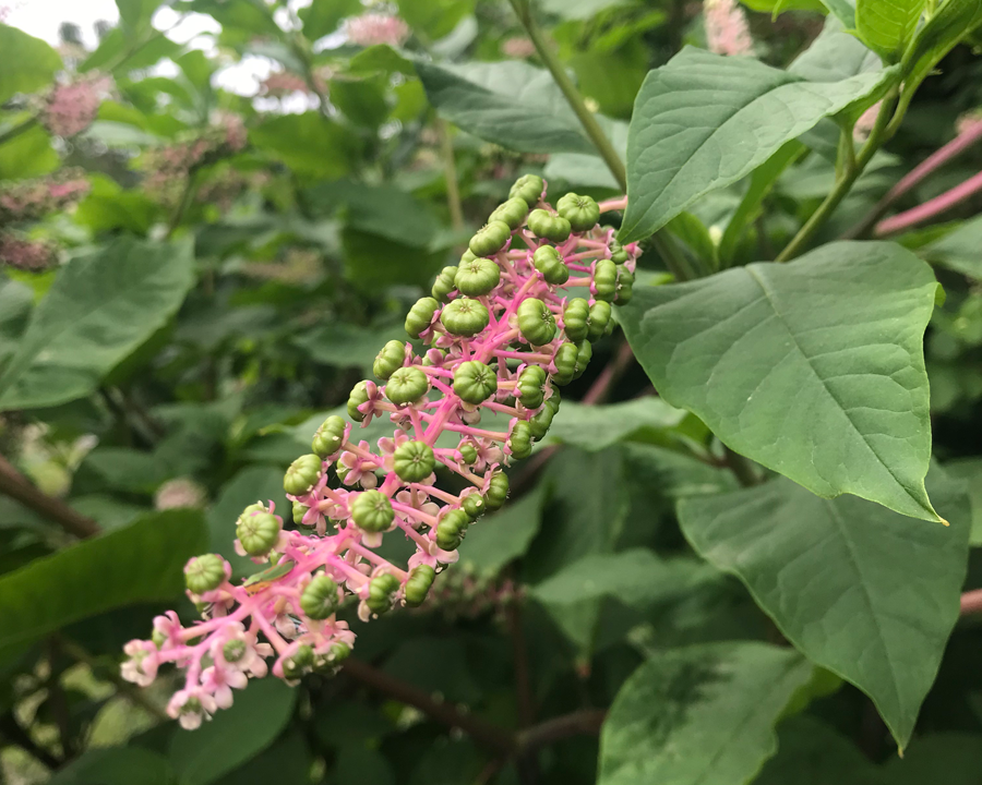 Pokeweed