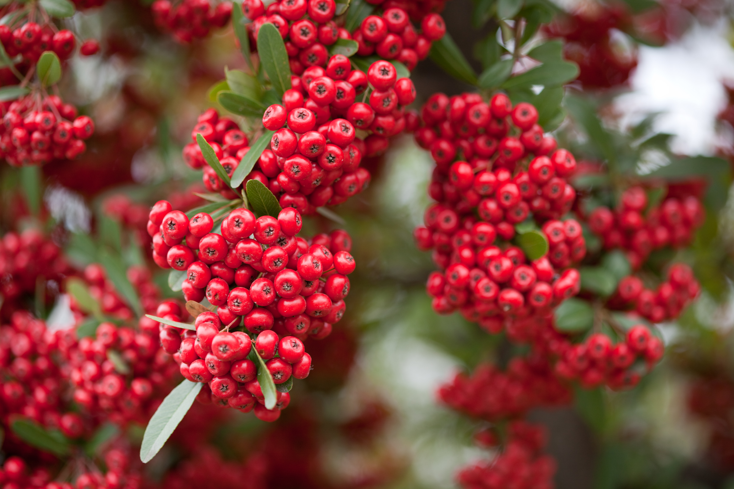 Pyricantha