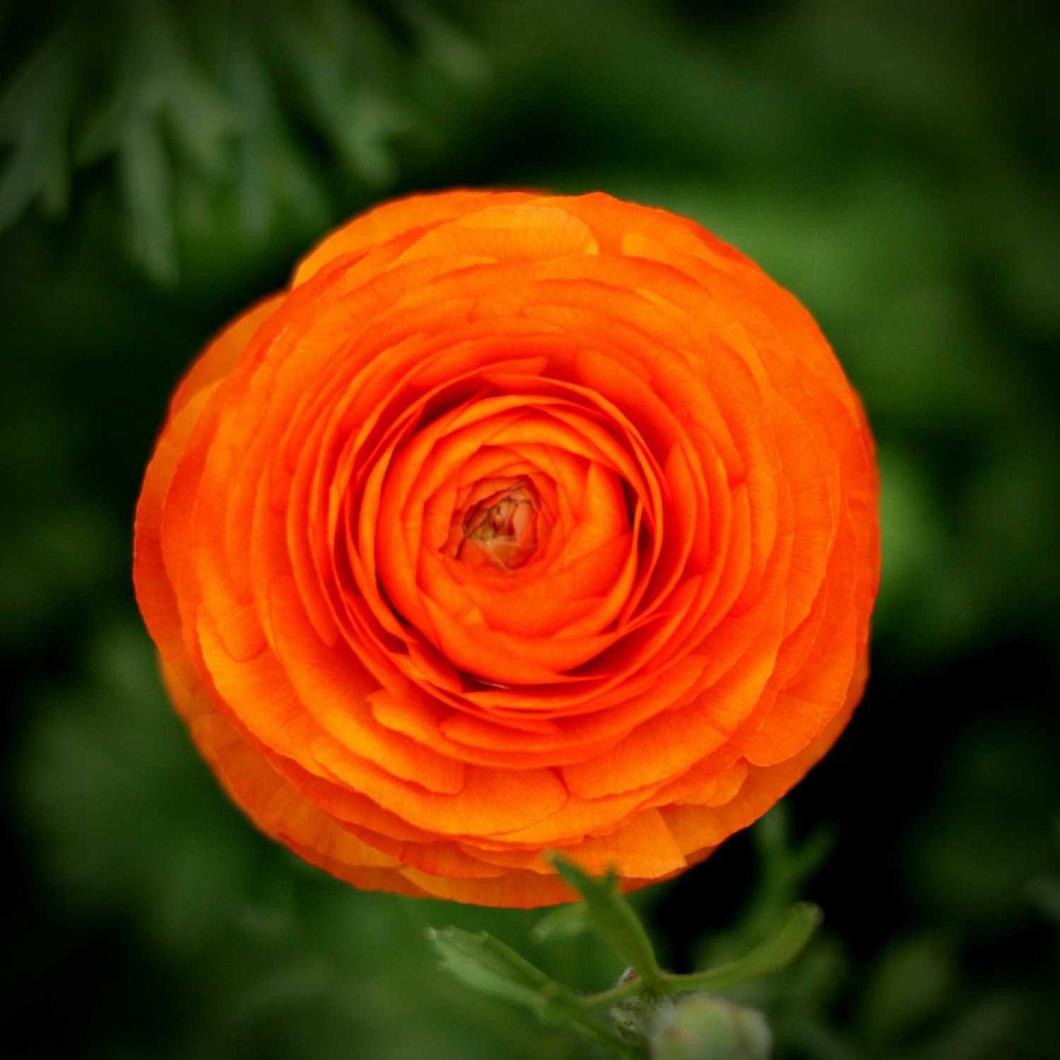Ranunculus (Buttercup)