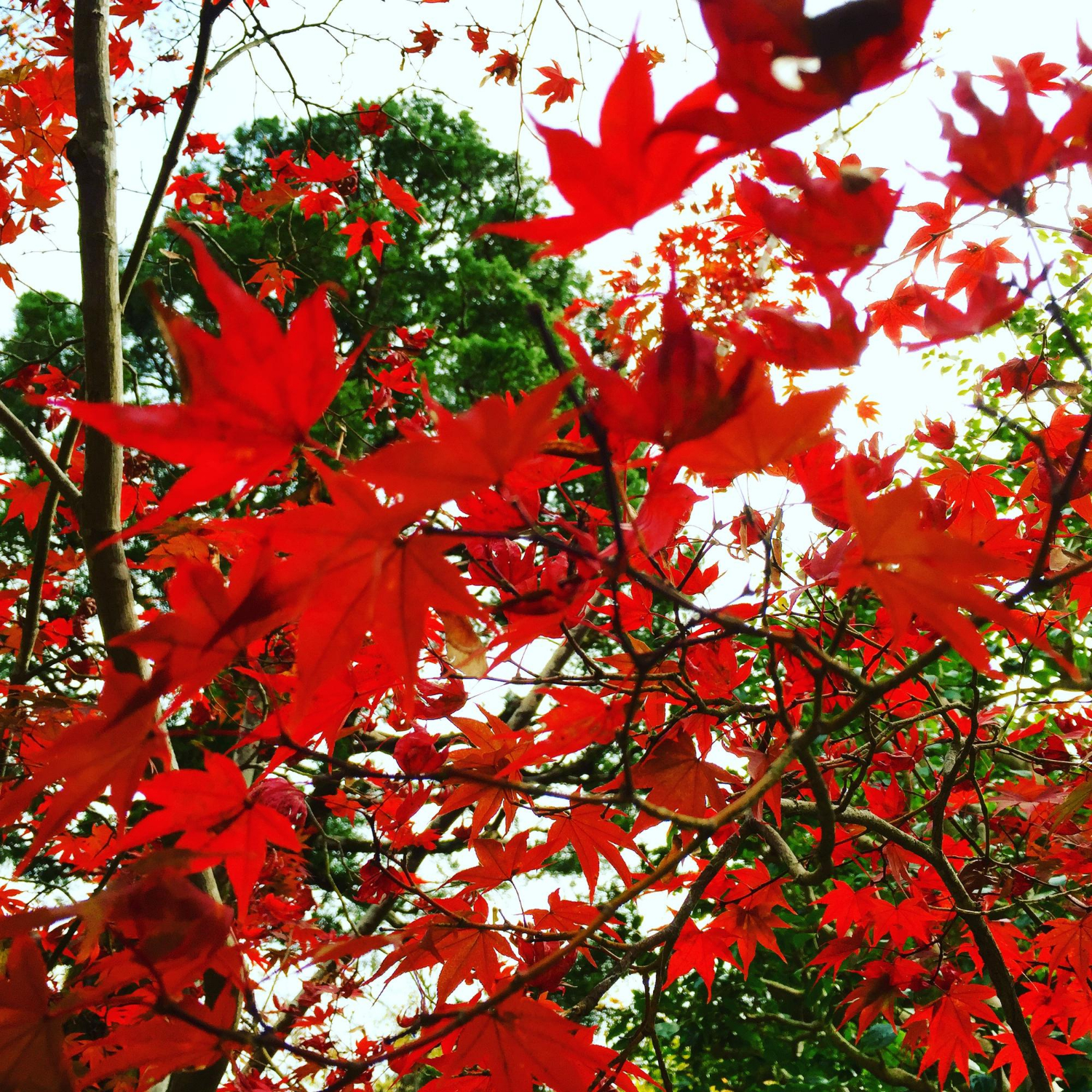 Red Maple