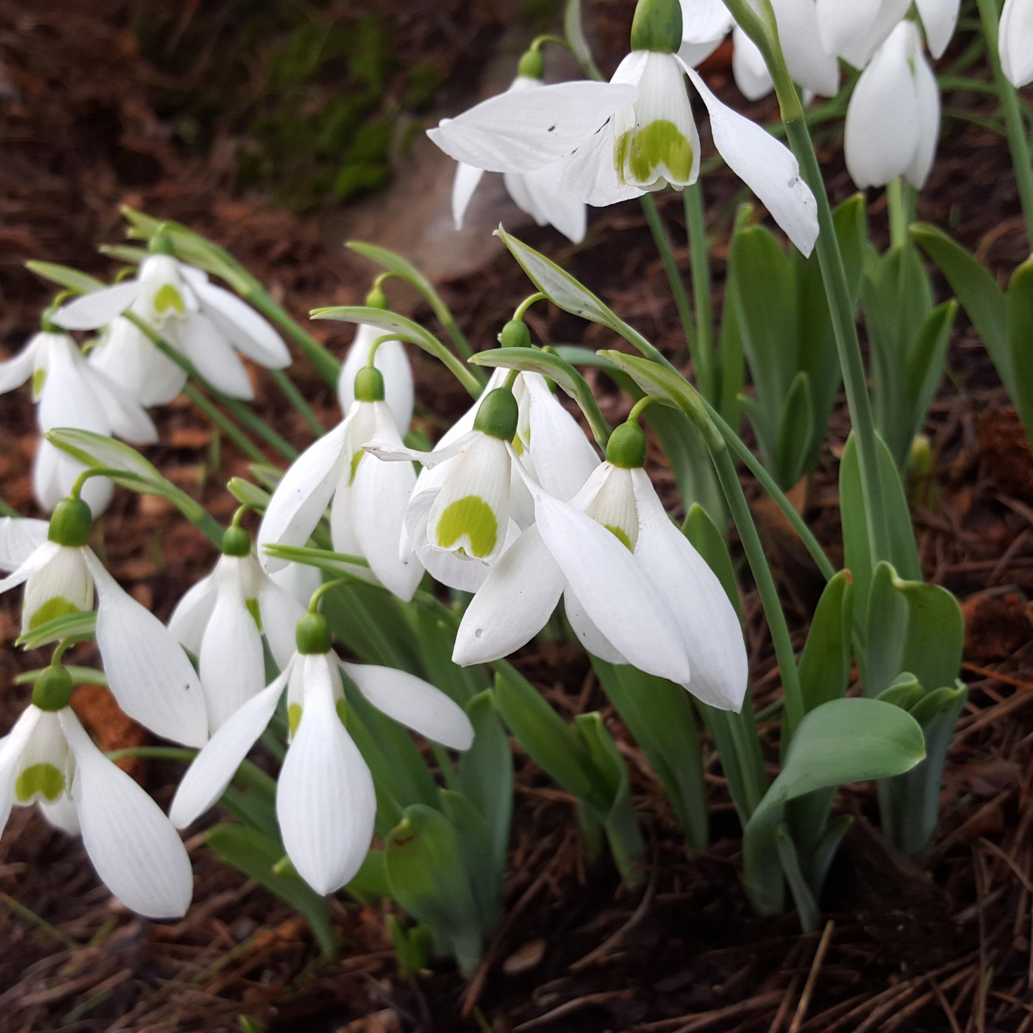 Snowdrop