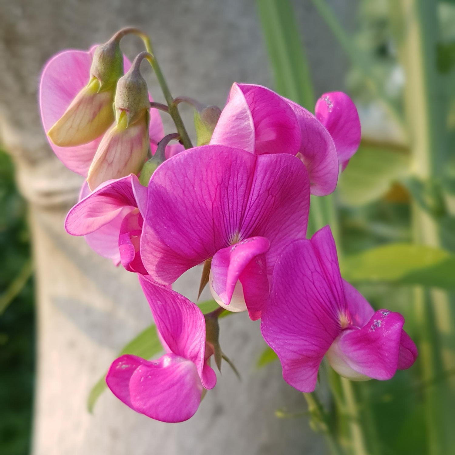 Sweet Pea