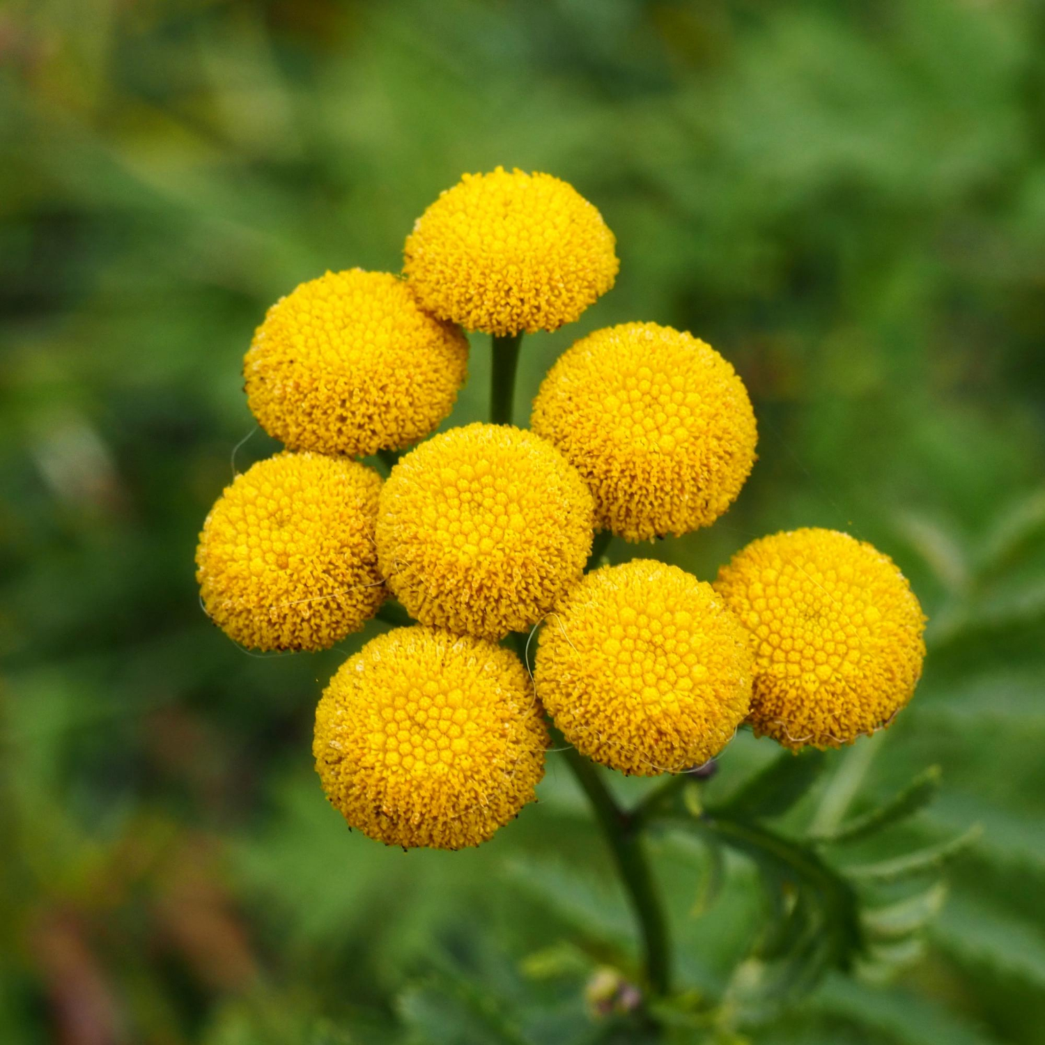 Tansy