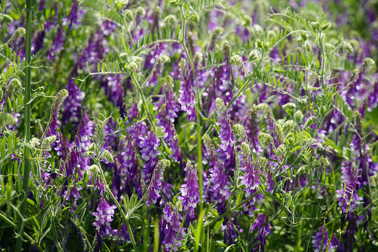 Vetch