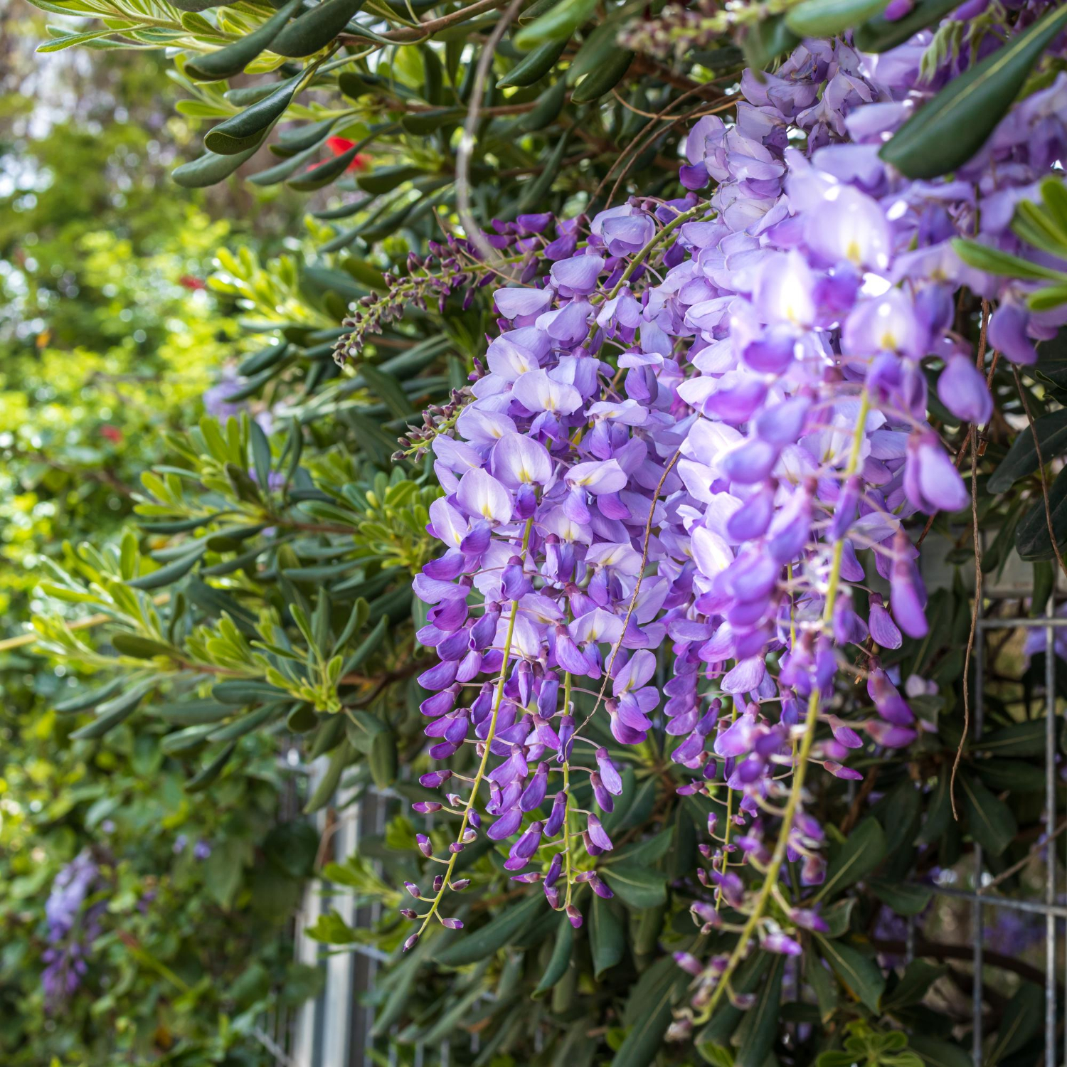 Wisteria