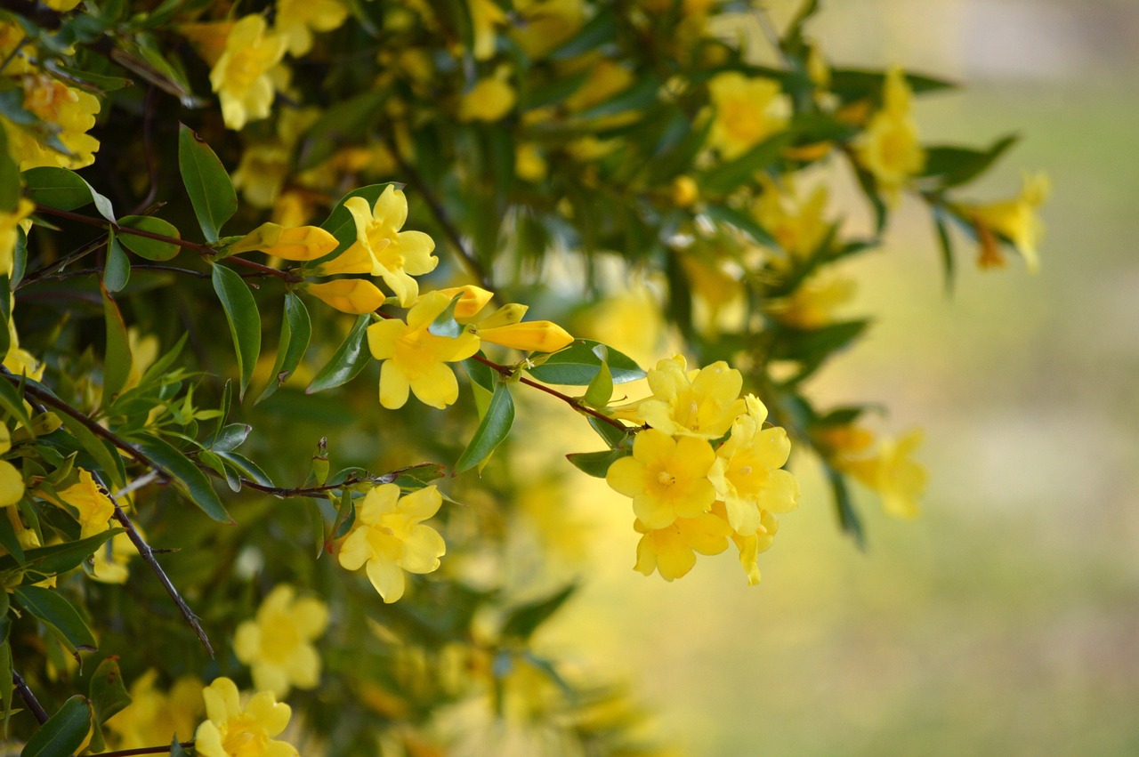 Yellow Jasmine