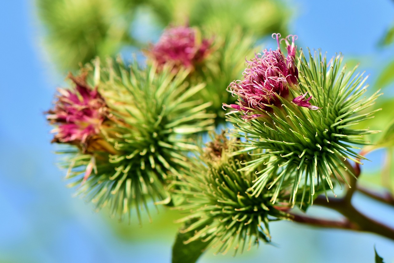 Burdock