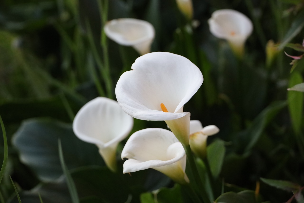 Calla Lily