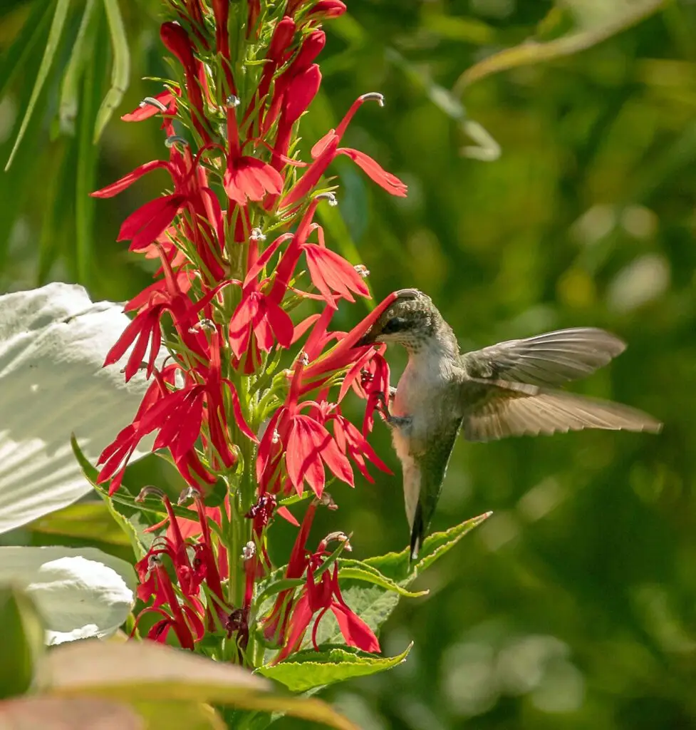 Cardinal Flower