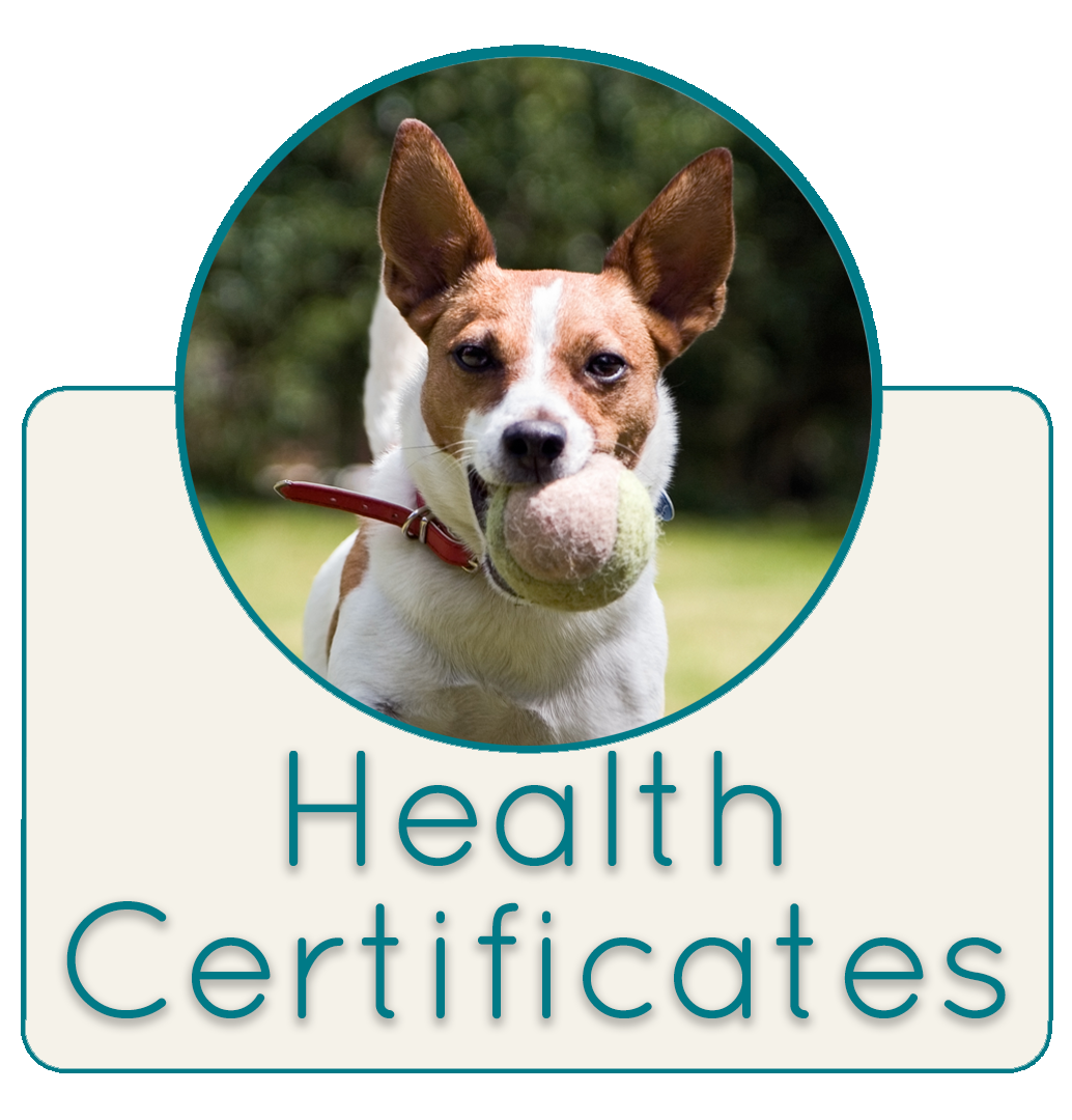 Health Certificates Icon